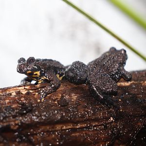 Two young oriental fire-bellied toads