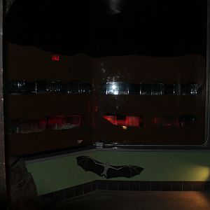 New Naked Mole Rat Exhibit - Kinsmen Discovery Center