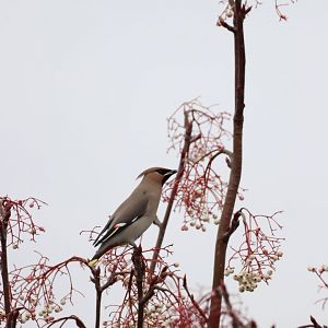 Bohemian Waxwing #3