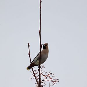 Bohemian Waxwing #2