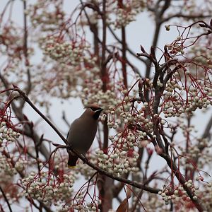 Bohemian Waxwing #1