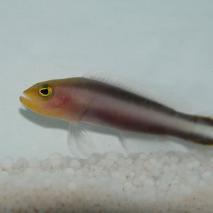 Double-striped dottyback (Pseudochromis bitaeniatus)