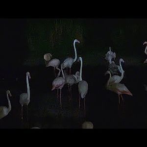 Disney World 2023 - Animal Kingdom Lodge (Nighttime) - YouTube