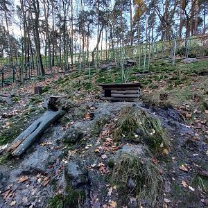 Arctic fox enclosure