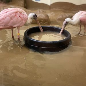 Roseate Spoonbills 01 - Zoo America