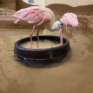 Roseate Spoonbills 02 - Zoo America