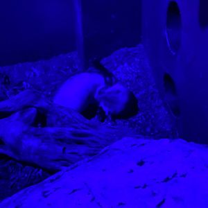 Black-Footed Ferret - Zoo America