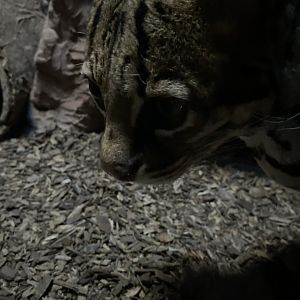 Ozzy The Ocelot 01 - Zoo America