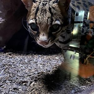 Ozzy The Ocelot 02 - Zoo America
