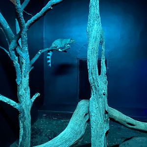 Ringtail 01 - Zoo America