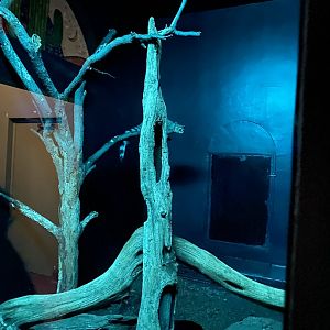 Ringtail 02 - Zoo America