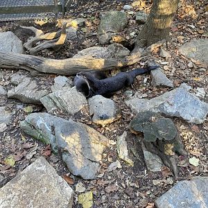 N. American River Otters 02 - Zoo America