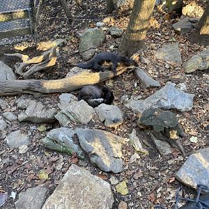 Sleeping River Otter - Zoo America