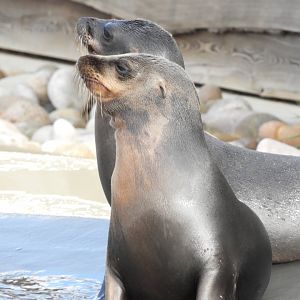 Young Californian sea lions