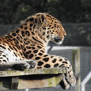 Amur leopard