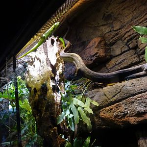 Skansen-Akvariet - Gecko exhibit