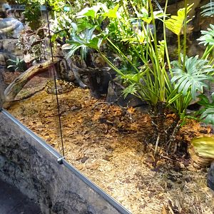 Skansen-Akvariet - Bushmaster exhibit