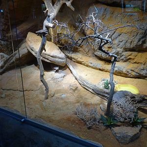 Skansen-Akvariet - Black-tailed rattlesnake exhibit