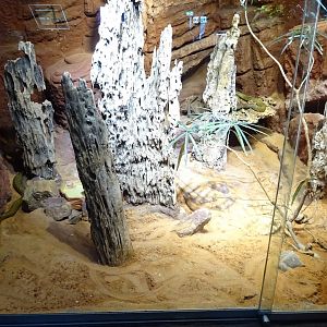 Skansen-Akvariet - Taipan exhibit