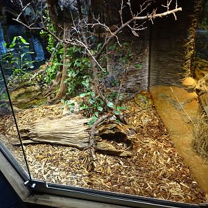 Skansen-Akvariet - Bush viper exhibit