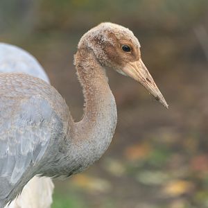 Saurus crane chick, Hamerton, UK