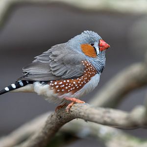 Zebra finch, Hamerton, UK