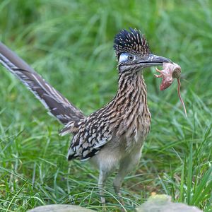 Greater Roadrunner, Hamerton, UK
