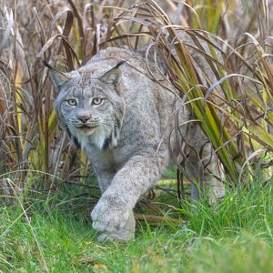 Canadian lynx, Hamerton, UK