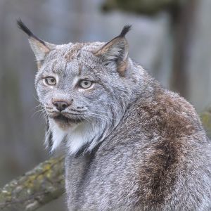 Canadian lynx, Hamerton, UK