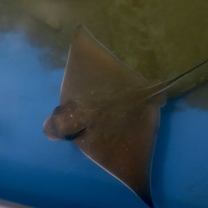 Bullnose Ray (Myliobatis freminvillei)