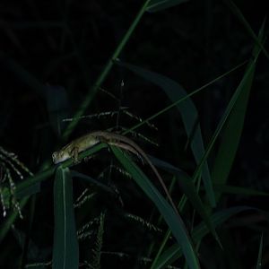 Oriental garden lizard (Calotes versicolor)
