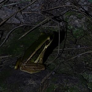 Common green frog (Hylarana erythraea)