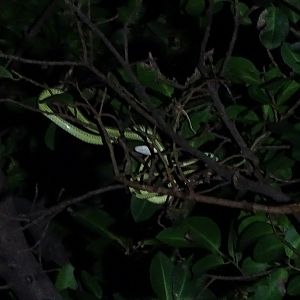 Golden tree snake (Chrysopelea ornata)