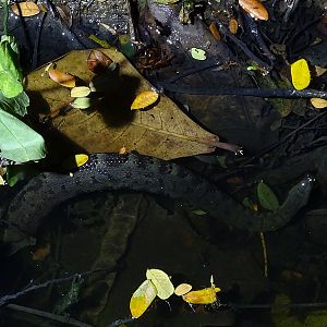 Tentacled snake (Erpeton tentaculatum)