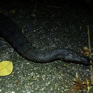 Tentacled snake (Erpeton tentaculatum)