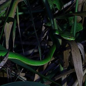 White-lipped pitviper (Trimeresurus albolabris)