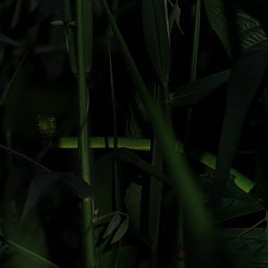 Indo-Chinese whipsnake (Ahaetulla fusca)