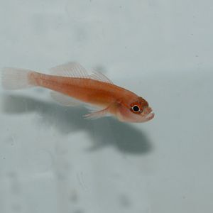 Blood-spot pygmygoby (Trimma haimassum)