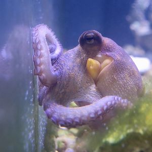Atlantic Octopus (Octopus americanus)