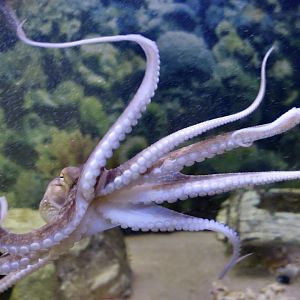 Atlantic Octopus (Octopus americanus)