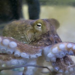 Atlantic Octopus (Octopus americanus)