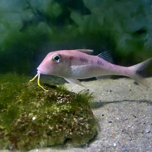 Spotted Goatfish (Pseudupeneus maculatus)