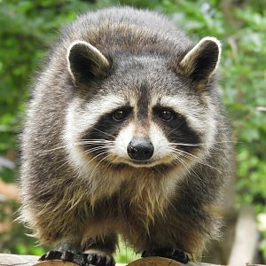 [2018] Common raccoon