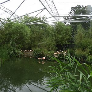 [2018] Inside walk-through aviary