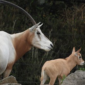 [2018] Scimitar-horned oryx