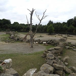 [2018] African savannah