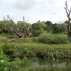 [2018] Chimpanzee enclosure