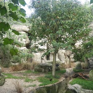 [2018] Northern bald ibis enclosure