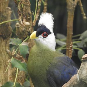 [2018] White-crested turaco