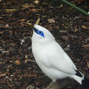 [2018] Bali starling